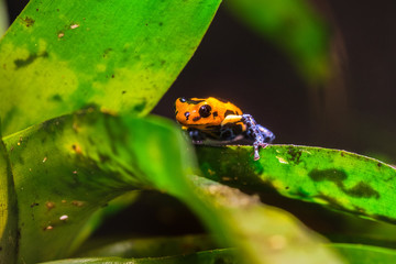 Mimic Poison Frog or poison arrow frog