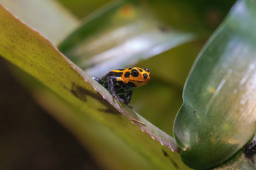 Mimic Poison Frog or poison arrow frog