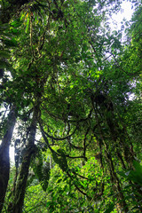 Fototapeta premium lush green amazon rainforest in ecuador south america