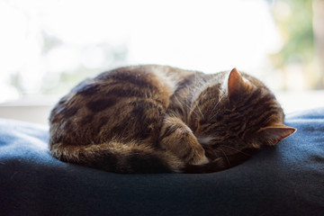 Black, beige and white cat curled up and fast asleep with its paw on its nose