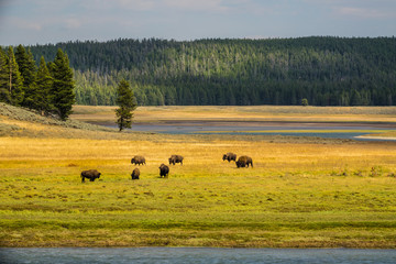 The Bison of Yellowstone