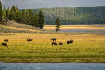 The Bison of Yellowstone