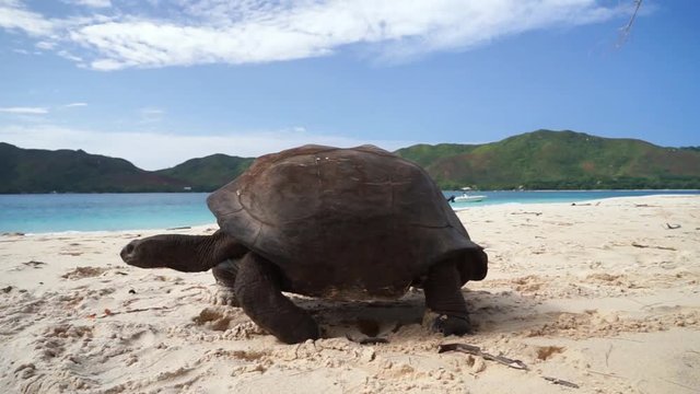 Aldabra Giant tortoise walking on white sandy beach, sunny day with sea, waves crashing in the background. Seychelles, Curieuse (granitic islands) Slow motion 50p
