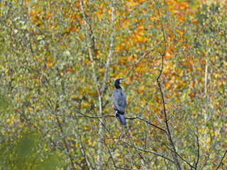Kormoran im Herbstwald - Cormorant in the autumn forest