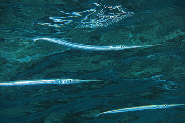 Fish keeltail needlefish, Platybelone argalus, underwater near water surface, Pacific ocean, French Polynesia