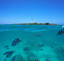 Scissortail sergeant fish underwater with Amedee island and lighthouse, split view half over and...
