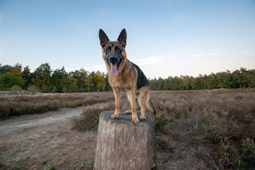 Taco playing on a tree trunk