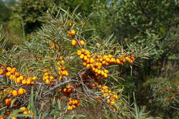 Naklejka na ściany i meble Branch with berries of sea buckthorn and green leaves on a background of grass and sky