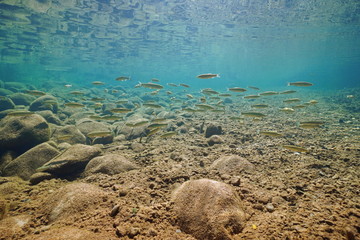 Underwater a shoal of fish in a rocky river (chub Squalius cephalus), La Muga, Alt Emporda, Catalonia, Spain