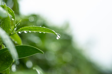 water drops on green grass