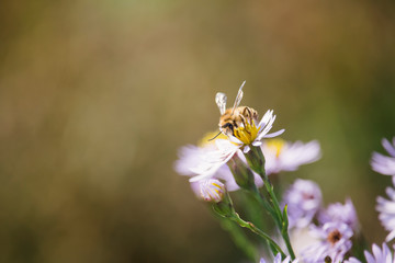 Honey bee collecting pollen from tripolium pannonicum flower. Honeybee sitting in flower pistil. Shallow depth of field.