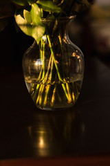 Rose Stems in a Vase of Water in Golden Light