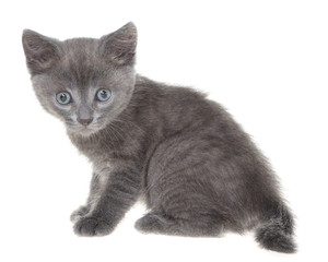 Small gray shorthair kitten sitting isolated