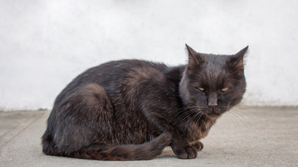 Sad and depressed stray black cat looking suspicious at something. Abandoned cat with dirt in mouth looking desolate.