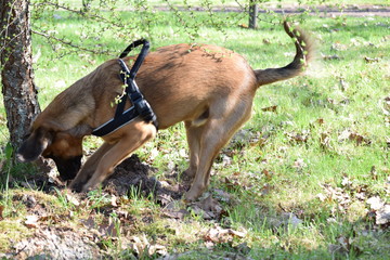 The dog on the field pulls a hole.