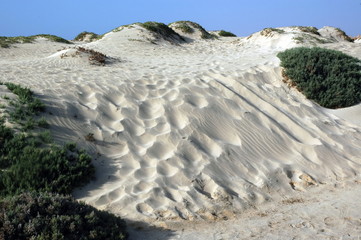 Dune de sable et plantes grasses, île de Sal, Cap Vert, Afrique de l'ouest	