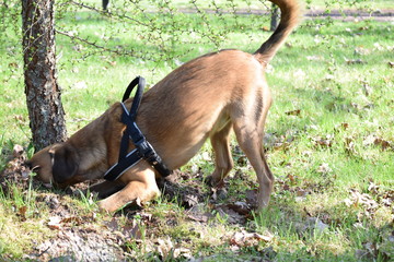 The dog on the field pulls a hole.