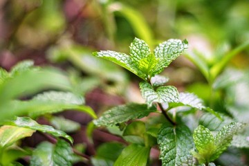 fresh mint