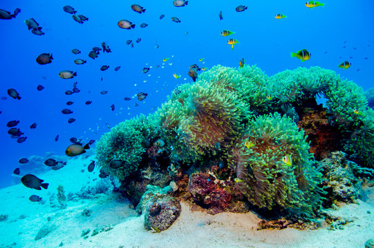 Anemonen mit Anemonenfischen