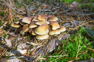 Mushrooms honey agarics grow on the ground, in the forest