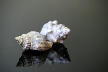Sea shell on black glass