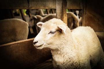 Cute White Sheep