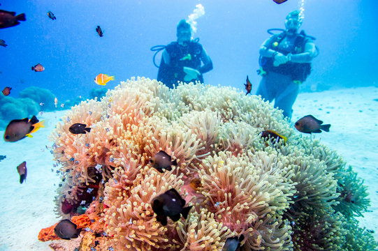 Anemonen mit Anemonenfischen