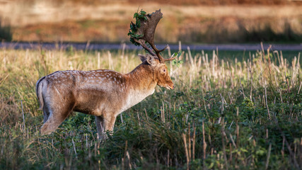 Fallow Deer Stag Pictured In The UK
