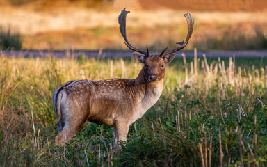 Naklejka na ściany i meble Fallow Deer Stag Pictured In The UK