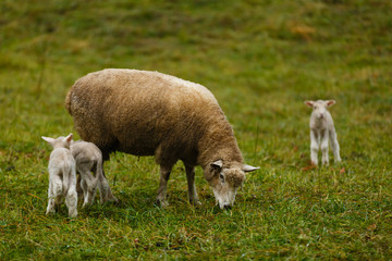 Obraz na płótnie Canvas Sheep and lambs in alpine pasture in the Swiss Alps