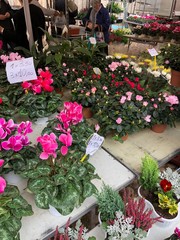 Fototapeta na wymiar mercato fiori fioreria