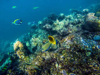 Naklejka na ściany i meble Lot of colorful fish on the coral reef, Maldives.