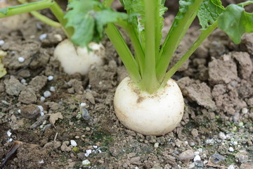 Turnip cultivation / Kitchen garden