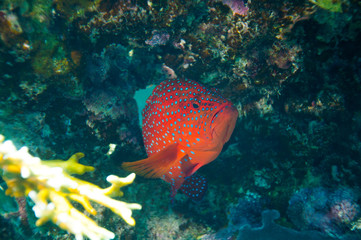 Juwelen-Zackenbarsch