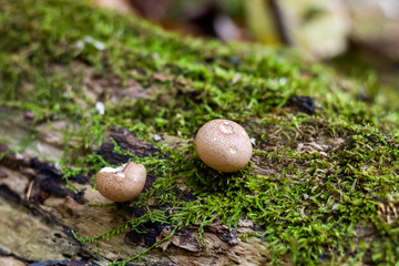 Nibbled mushrooms