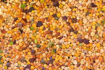Autumn leaves texture. Autumn background. Orange leaves