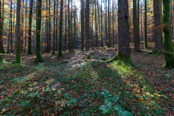 Obraz premium Herbstlicher Wald