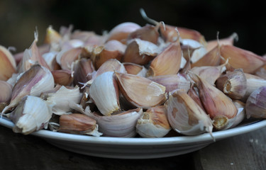 Separated from the head are separate cloves of garlic