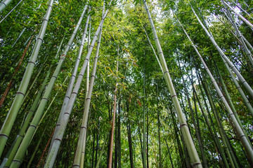 Obraz na płótnie Canvas Old bamboo trees in bamboo grove