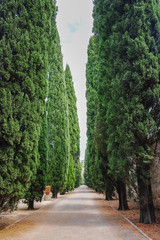 Straight lane with old high cypress plants, symbol of death and mouring