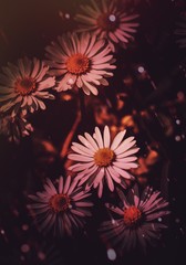 Fototapeta na wymiar magical daisies