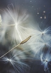 dandelion magical