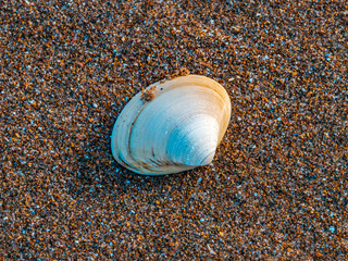 Cocklesheil in the sand