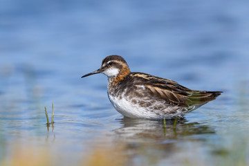 Red-necked Phalarope - Phalaropus lobatus, small wader from North European water shores, Shetlands, UK.