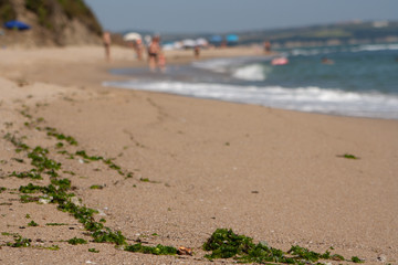 Fototapeta na wymiar Sea beach with algae in the foreground.
