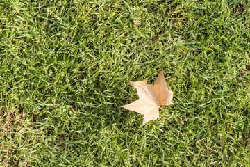 Autumn fall leaf on grass.