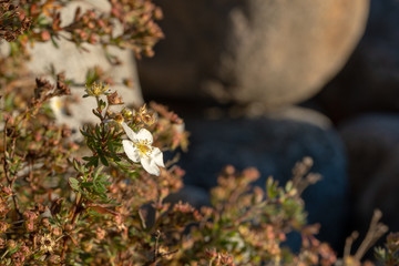 Cliffroses in October