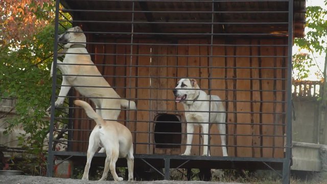 dogs breed Alabai in the aviary