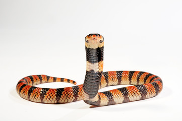 Obraz premium Schildnasenkobra (Aspidelaps lubricus) - Cape coral snake