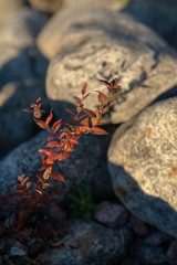 Struglling through the rough ground